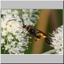 Ichneumon sp - Schlupfwespe m01c 14mm - OS-Hellern Wiese det06.jpg